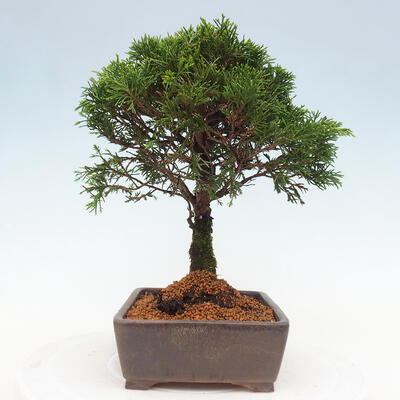 Vonkajší bonsai - Juniperus chinensis Itoigawa -Jalovec čínsky - 2