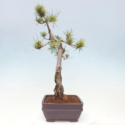 Vonkajšie bonsai - Pinus Sylvestris - Borovica lesná - 2