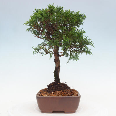 Vonkajší bonsai - Juniperus chinensis Itoigawa -Jalovec čínsky - 2