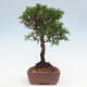 Vonkajší bonsai - Juniperus chinensis Itoigawa -Jalovec čínsky - 2/4