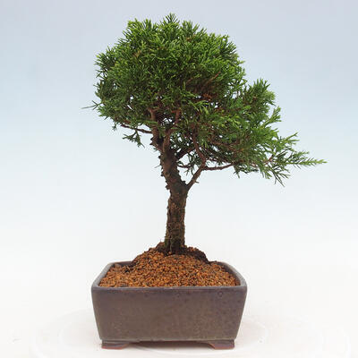 Vonkajší bonsai - Juniperus chinensis Itoigawa -Jalovec čínsky - 2