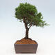 Vonkajší bonsai - Juniperus chinensis Itoigawa -Jalovec čínsky - 2/4