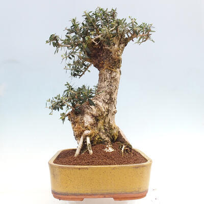 Izbová bonsai - Olea europaea sylvestris -Oliva európska drobnolistá - 2