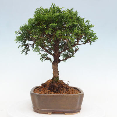 Vonkajší bonsai - Juniperus chinensis Itoigawa -Jalovec čínsky - 2