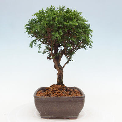 Vonkajší bonsai - Juniperus chinensis Itoigawa -Jalovec čínsky - 2