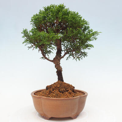 Vonkajší bonsai - Juniperus chinensis Itoigawa -Jalovec čínsky - 2