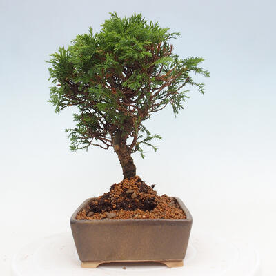 Vonkajší bonsai - Juniperus chinensis Itoigawa -Jalovec čínsky - 2