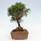 Vonkajší bonsai - Juniperus chinensis Itoigawa -Jalovec čínsky - 2/4