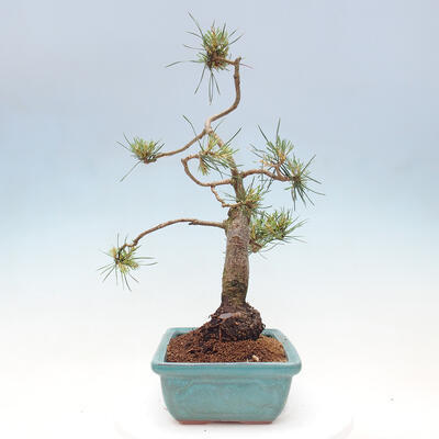 Vonkajšie bonsai - Pinus Sylvestris - Borovica lesná - 2