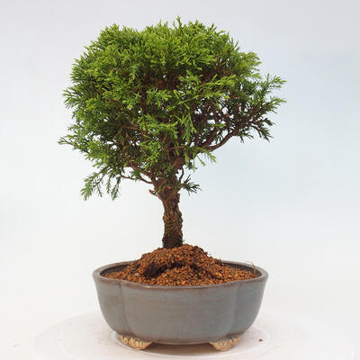 Vonkajší bonsai - Juniperus chinensis Itoigawa -Jalovec čínsky - 2