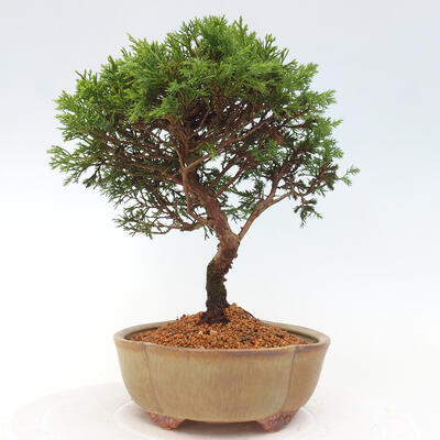 Vonkajší bonsai - Juniperus chinensis Itoigawa -Jalovec čínsky - 2