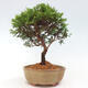 Vonkajší bonsai - Juniperus chinensis Itoigawa -Jalovec čínsky - 2/4