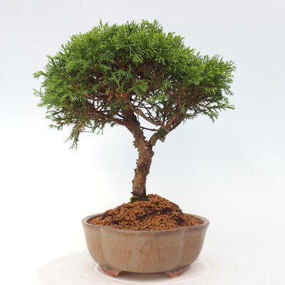 Vonkajší bonsai - Juniperus chinensis Itoigawa -Jalovec čínsky - 2