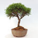 Vonkajší bonsai - Juniperus chinensis Itoigawa -Jalovec čínsky - 2/4