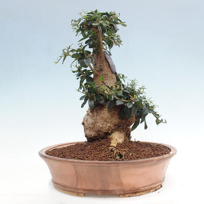 Izbová bonsai - Olea europaea sylvestris -Oliva európska drobnolistá - 2