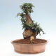 Izbová bonsai - Olea europaea sylvestris -Oliva európska drobnolistá - 2/7