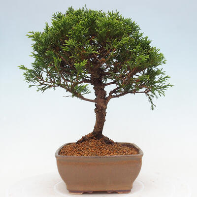 Vonkajší bonsai - Juniperus chinensis Itoigawa -Jalovec čínsky - 2