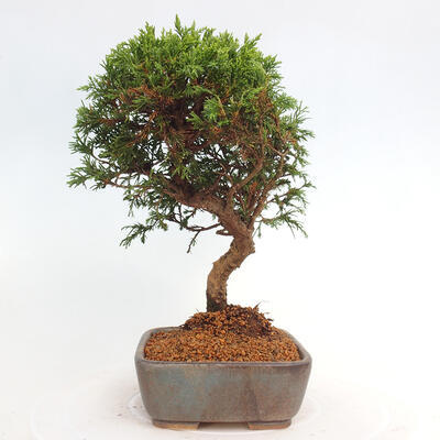 Vonkajší bonsai - Juniperus chinensis Itoigawa -Jalovec čínsky - 2