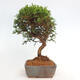 Vonkajší bonsai - Juniperus chinensis Itoigawa -Jalovec čínsky - 2/4