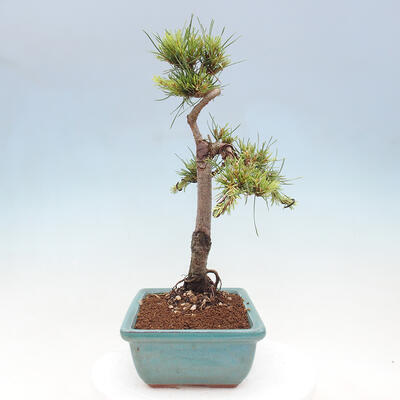 Vonkajšie bonsai - Pinus Sylvestris - Borovica lesná - 2