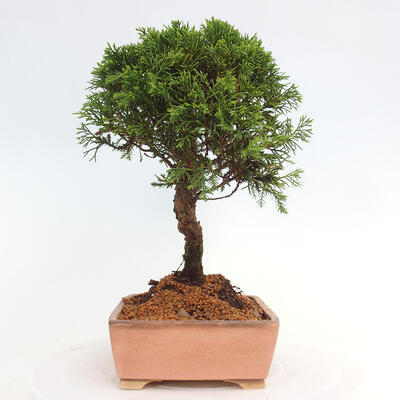 Vonkajší bonsai - Juniperus chinensis Itoigawa -Jalovec čínsky - 2