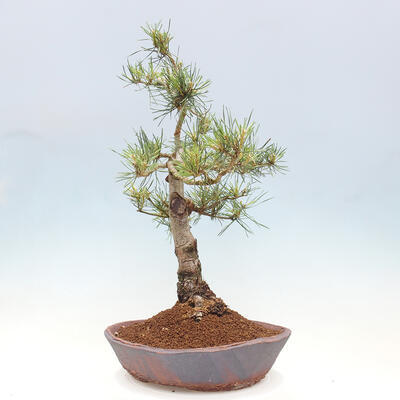 Vonkajšie bonsai - Pinus Sylvestris - Borovica lesná - 2