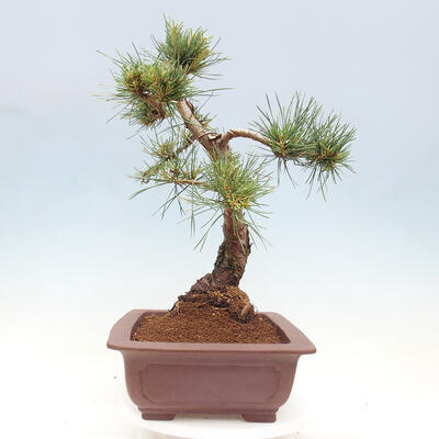 Vonkajšie bonsai - Pinus Sylvestris - Borovica lesná - 2