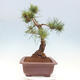 Vonkajšie bonsai - Pinus Sylvestris - Borovica lesná - 2/4