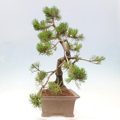 Vonkajší bonsai - Pinus mugo - Borovica kľač - 2