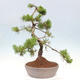 Vonkajší bonsai - Pinus mugo - Borovica kľač - 2/4