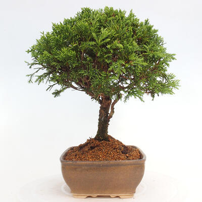 Vonkajší bonsai - Juniperus chinensis Itoigawa -Jalovec čínsky - 2