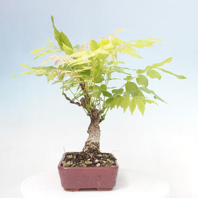 Vonkajšia bonsai - Vistarie kvetnatá - Wisteria floribunda - 2