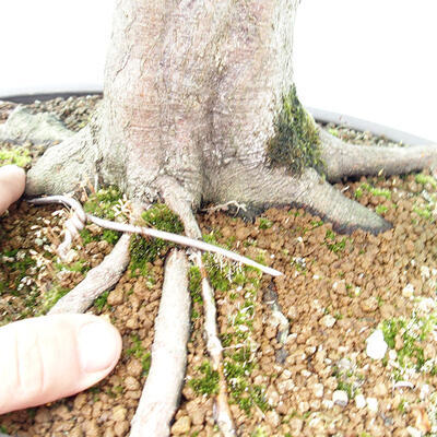 Vonkajší bonsai - Hrab obyčajný - Carpinus betulus - 2