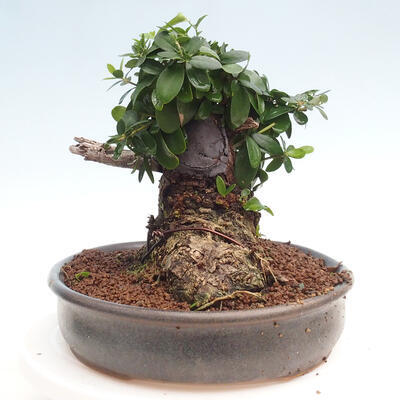 Izbová bonsai - Olea europaea sylvestris -Oliva európska drobnolistá - 2