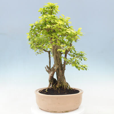 Izbová bonsai - Duranta erecta Aurea - 2