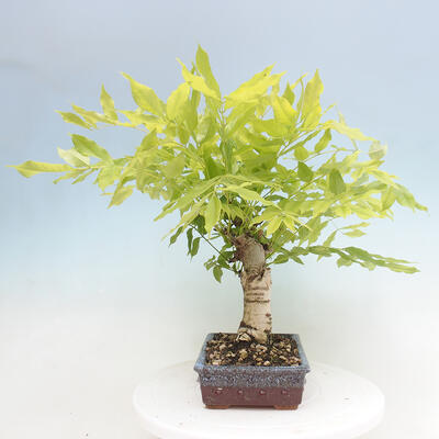 Vonkajšia bonsai - Vistarie kvetnatá - Wisteria floribunda - 2