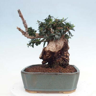 Izbová bonsai - Olea europaea sylvestris -Oliva európska drobnolistá - 2