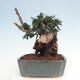 Izbová bonsai - Olea europaea sylvestris -Oliva európska drobnolistá - 2/7