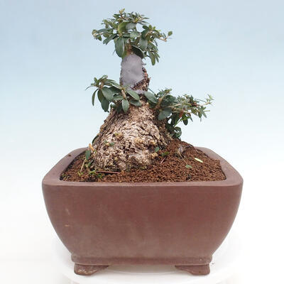 Izbová bonsai - Olea europaea sylvestris -Oliva európska drobnolistá - 2