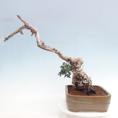 Izbová bonsai - Olea europaea sylvestris -Oliva európska drobnolistá - 2