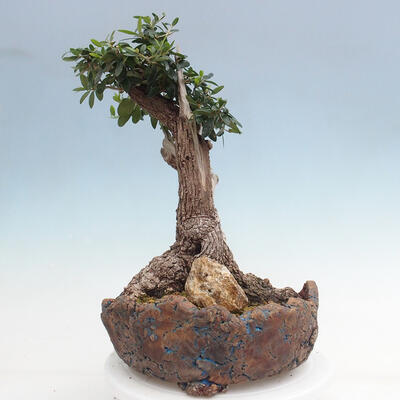 Izbová bonsai - Olea europaea sylvestris -Oliva európska drobnolistá - 2