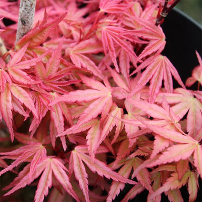 Javor dlanitolistý - Acer palmatum Beni Tsukasa - 2