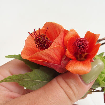 Izbová bonsai - Abutilon Big Bell - Mračniak poříční - 2