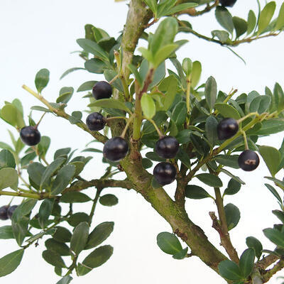 Izbová bonsai - Ilex crenata - Cezmína - 2