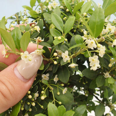 Izbová bonsai - Ilex crenata - Cezmína - 2