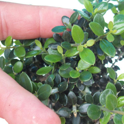 Pokojová bonsai - Olea europaea sylvestris -Oliva evropská drobnolistá PB2191992 - 2