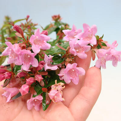 Vonkajší bonsai - Abelia Grandiflora - Abélia veľkokvetá - 2