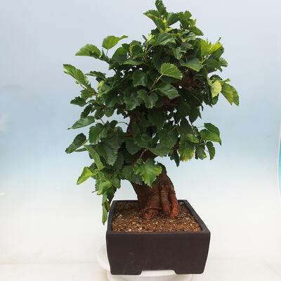 Vonkajšie bonsai -Morus albumy - moruše - 2