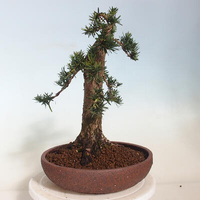 Vonkajší bonsai - Taxus cuspidata - Tis japonský - 2