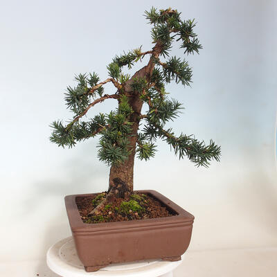 Vonkajší bonsai - Taxus cuspidata - Tis japonský - 2